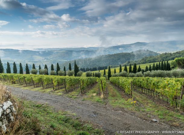 Wine fields in Tuscany - Italy