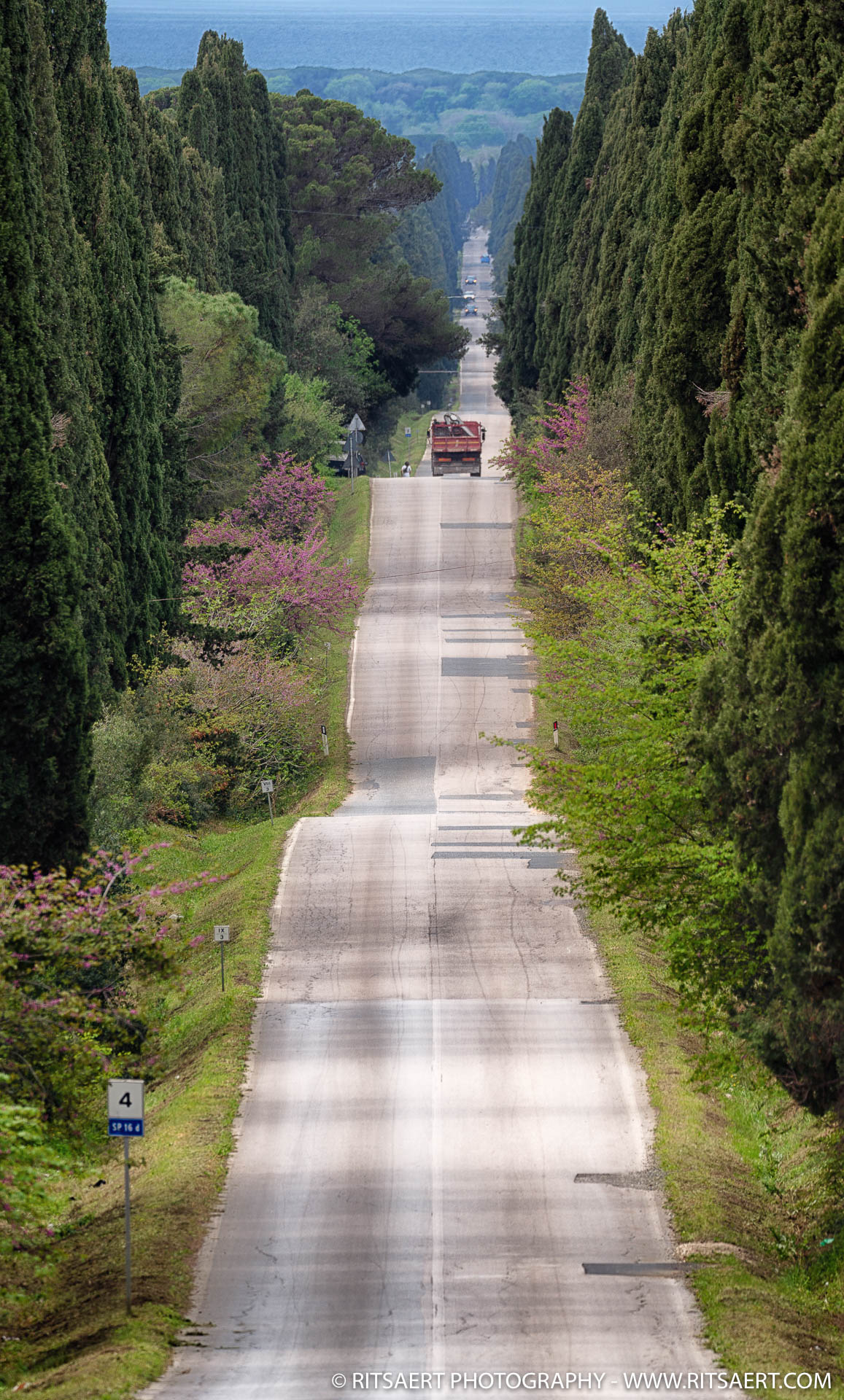Road from Bolgheri - Tuscany - Italy